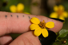 Bidens campylotheca