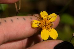 Bidens campylotheca