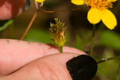 Bidens campylotheca