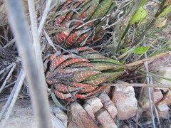 Haworthiopsis fasciata