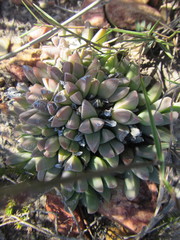 Corpuscularia lehmannii