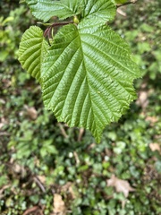 Corylus avellana