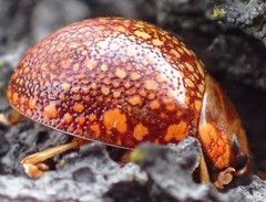 Paropsis ornata