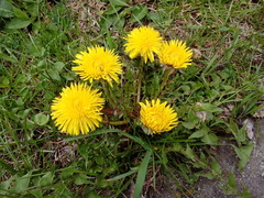 Taraxacum