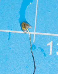 Asterella tenella