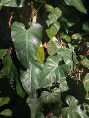 Philodendron erubescens