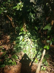Philodendron erubescens
