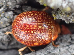 Paropsis ornata