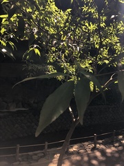 Quercus salicina