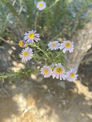 Felicia erigeroides