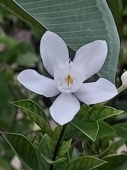 Wrightia antidysenterica