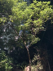 Quercus salicina