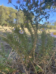 Felicia erigeroides