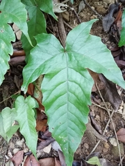Tectaria polymorpha