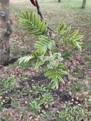Sorbus aucuparia