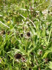 Plantago lanceolata
