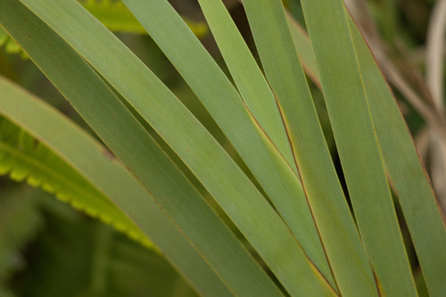Machaerina mariscoides