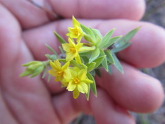 Gnidia styphelioides