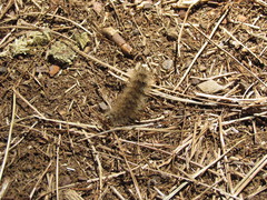 Canararctia rufescens