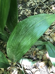 Aspidistra elatior
