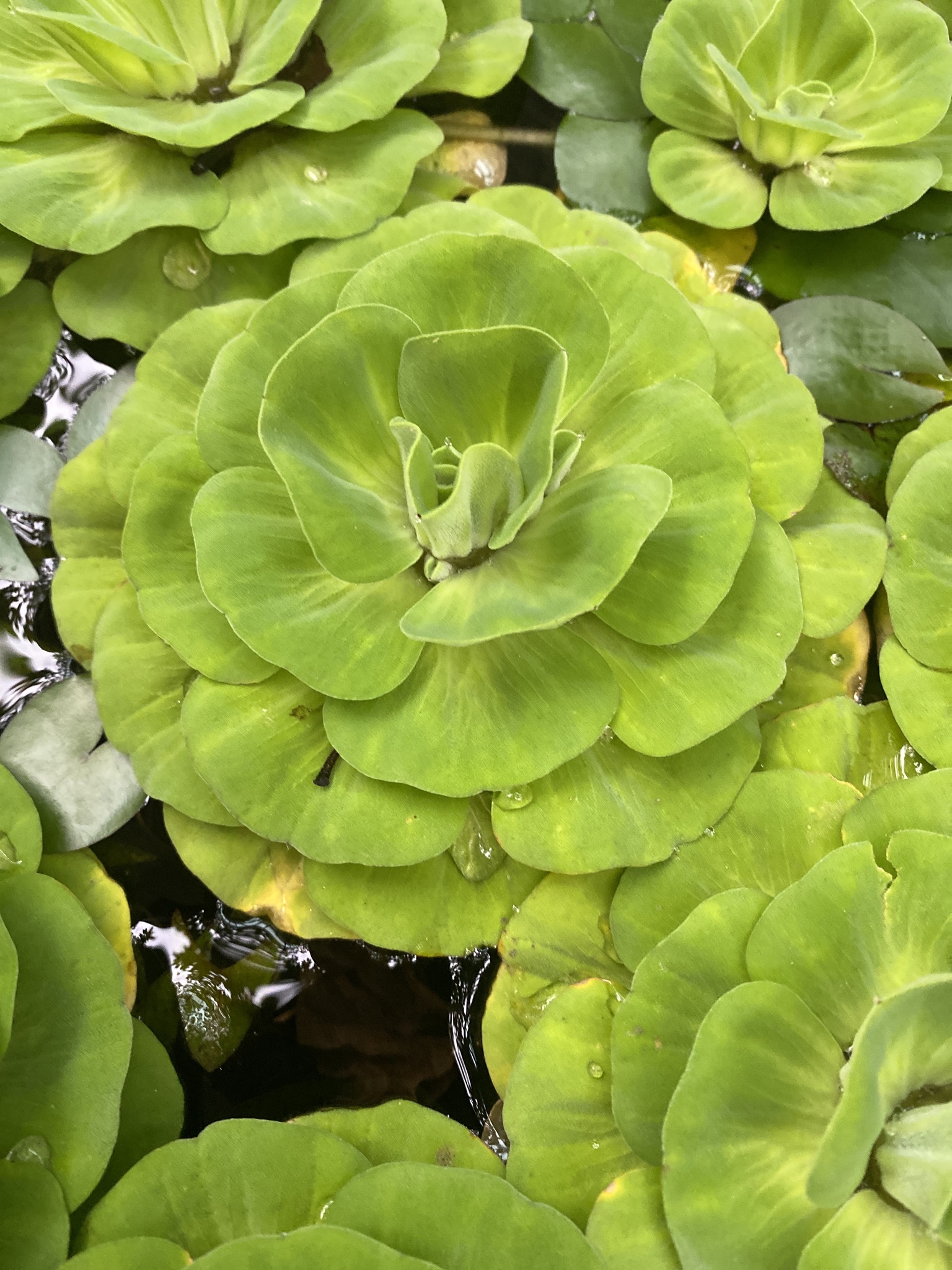 Pistia