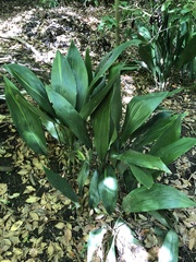 Aspidistra elatior