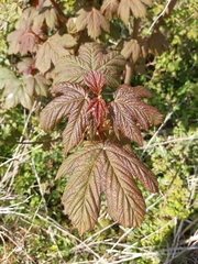Acer pseudoplatanus