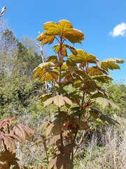 Acer pseudoplatanus