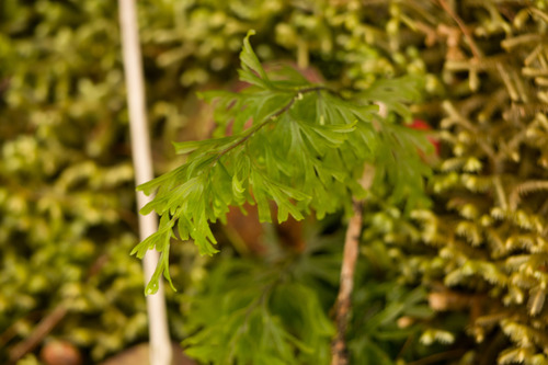 Hymenophyllum recurvum
