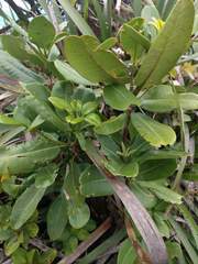 Melicope clusiifolia