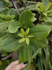 Melicope clusiifolia