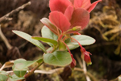 Vaccinium dentatum
