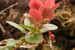 Vaccinium dentatum