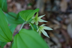 Disporum smilacinum