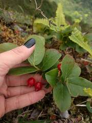 Vaccinium dentatum