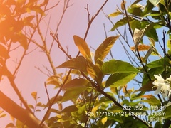 Alniphyllum pterospermum