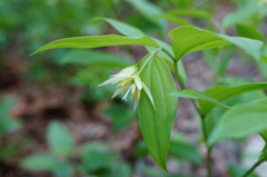 Disporum smilacinum