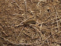 Canararctia rufescens