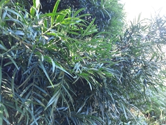 Afrocarpus falcatus