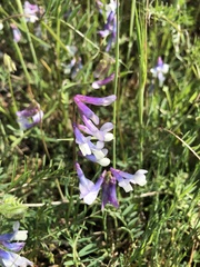 Vicia villosa pseudocracca