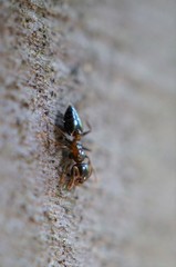 Crematogaster matsumurai