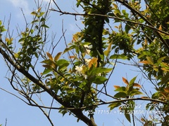 Alniphyllum pterospermum