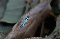 Cyllecoris vicarius