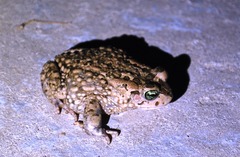Vandijkophrynus