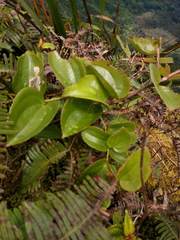 Smilax melastomifolia
