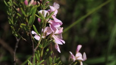 Muraltia ericifolia