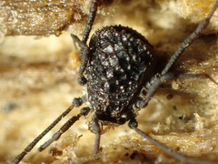 Ortholasma rugosum