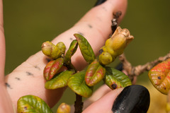 Metrosideros rugosa