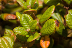Metrosideros rugosa
