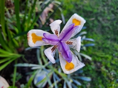 Dietes iridioides